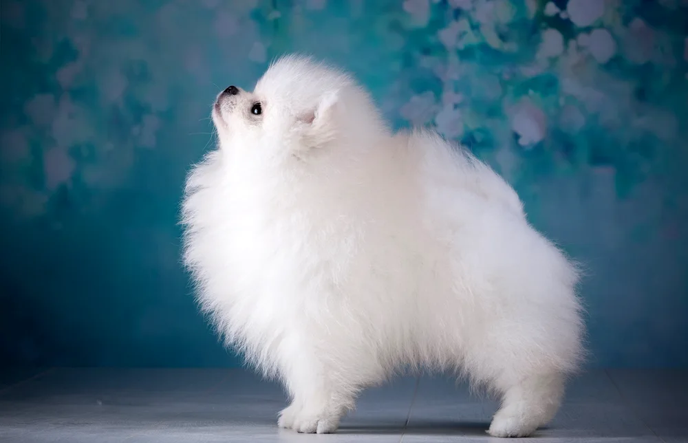 Pomeranian Spitz long-haired