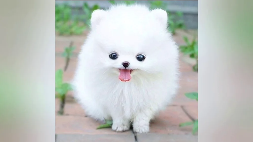 German Spitz black underpaw