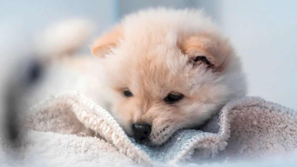 Pomeranian Spitz White