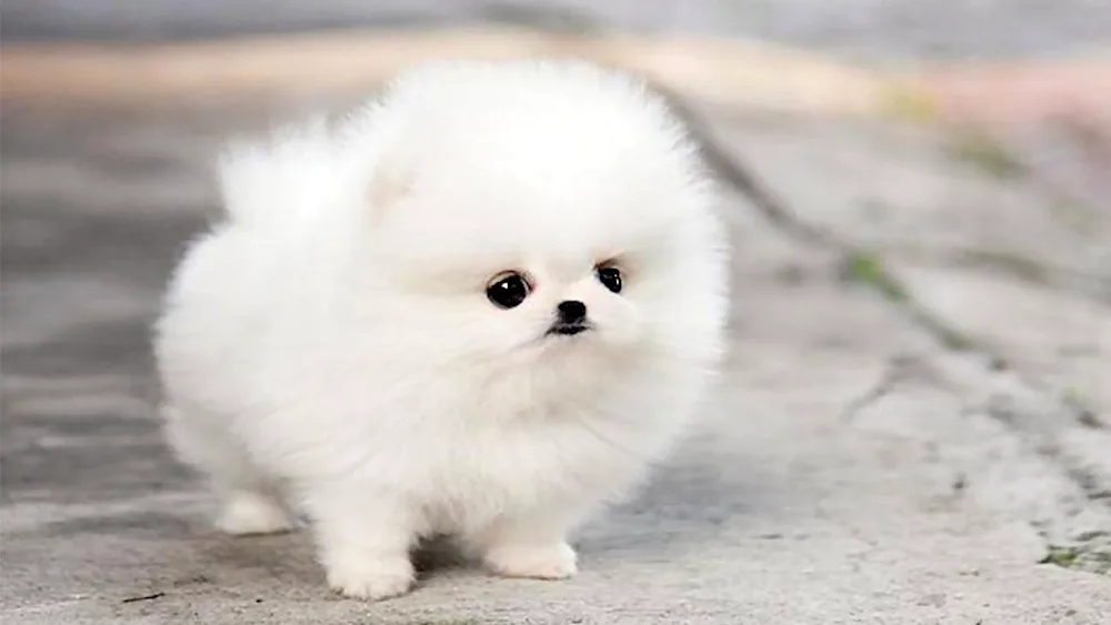 Pomeranian Spitz Belenky