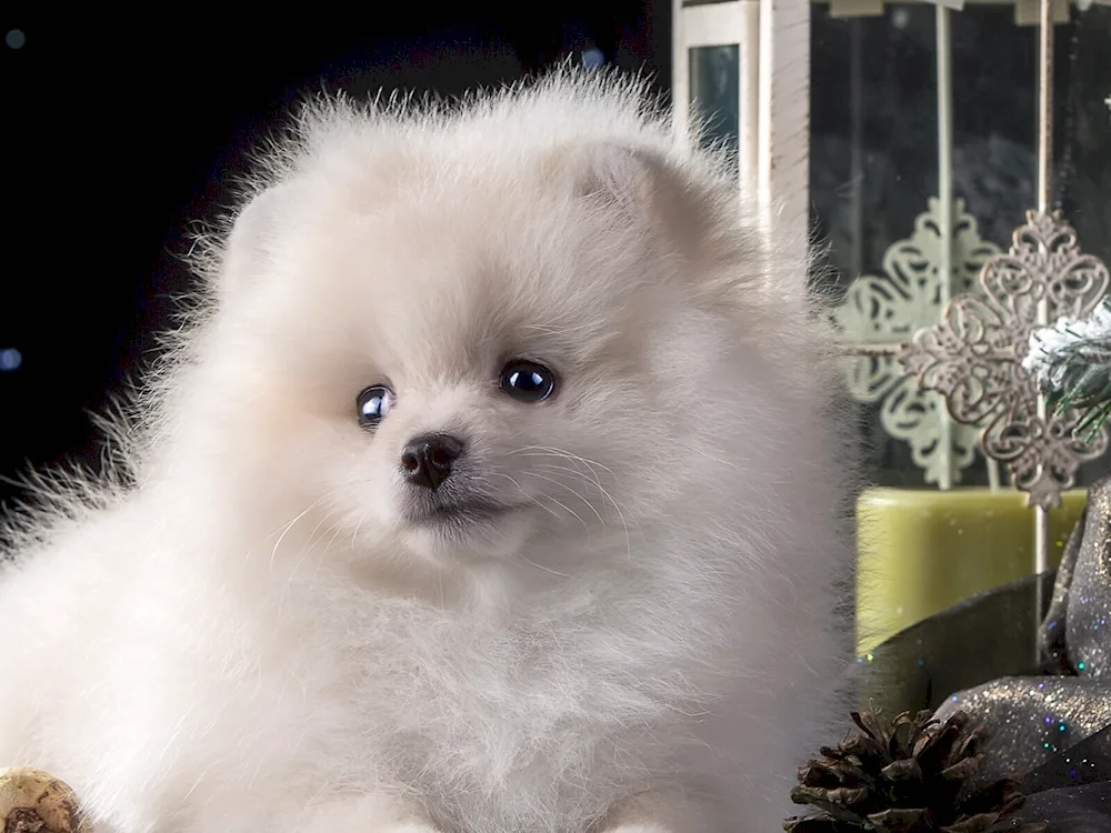 Pomeranian Spitz White