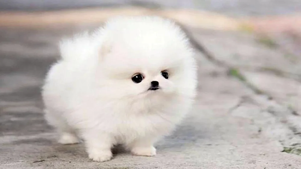 Pomeranian Spitz Bello