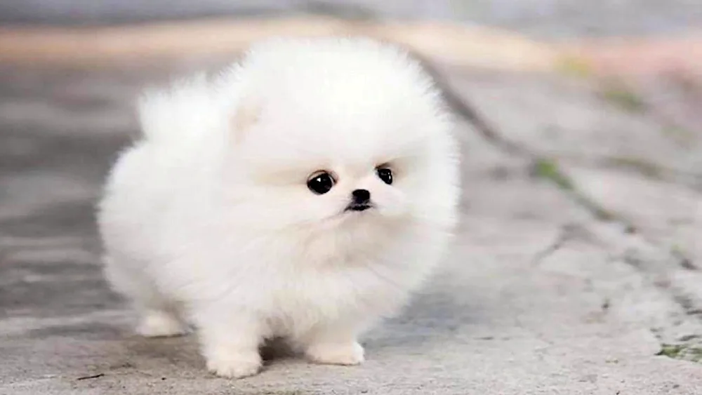 Pomeranian Spitz White