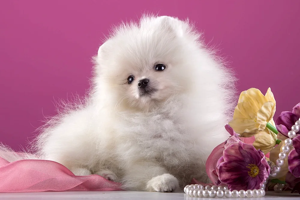 Chihuahua shorthorn spitz Teacup.