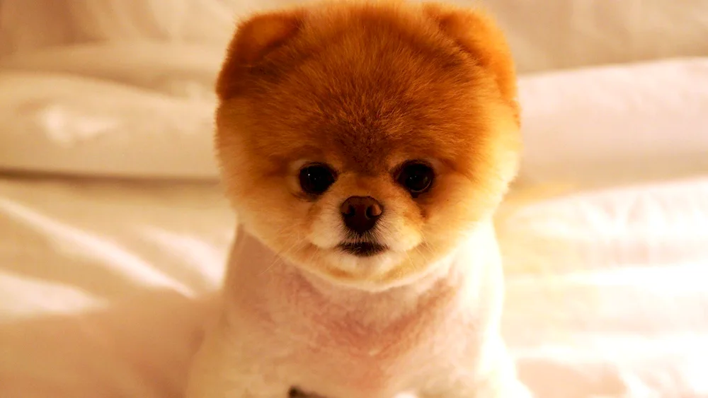 Pomeranian Spitz Boo