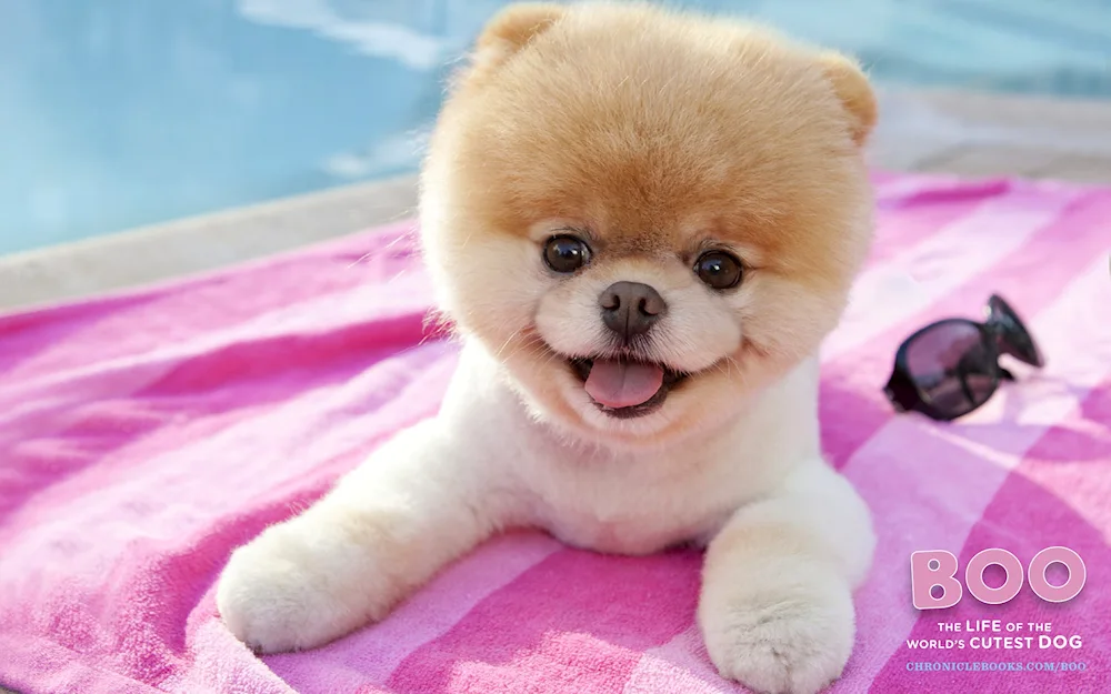 Pomeranian Dwarf Spitz Boo