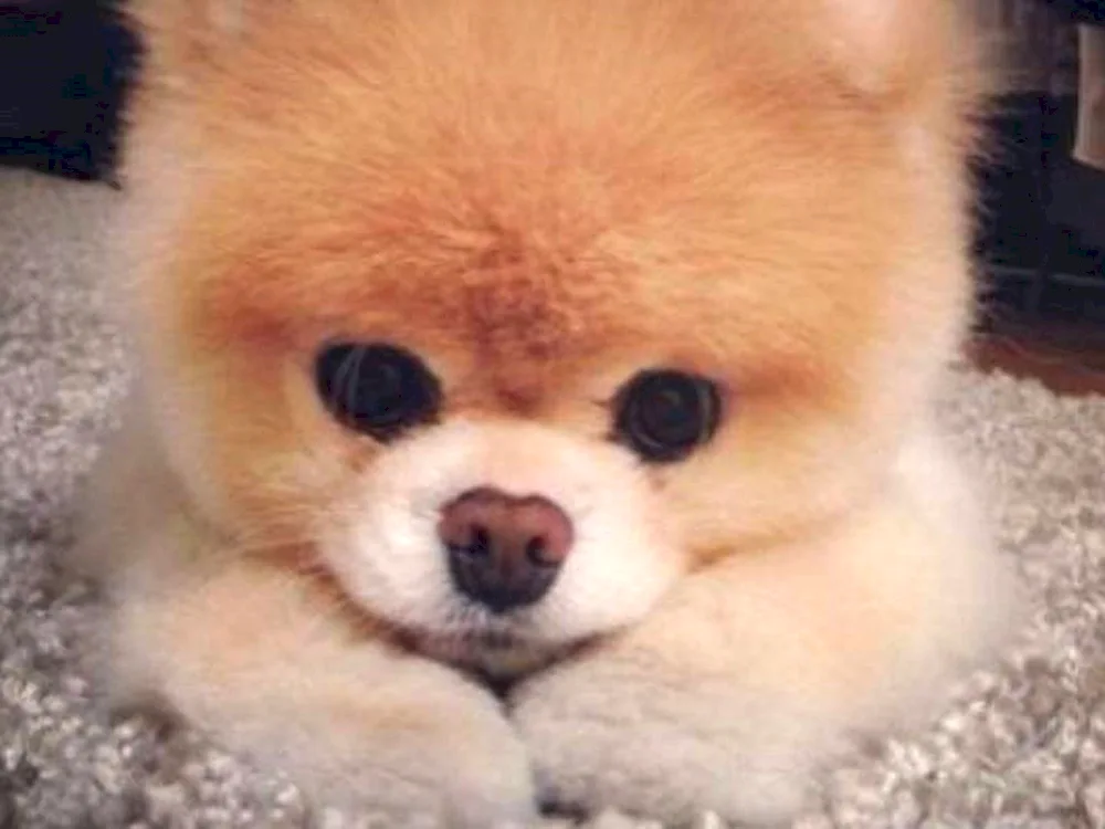 Pomeranian Spitz Boo