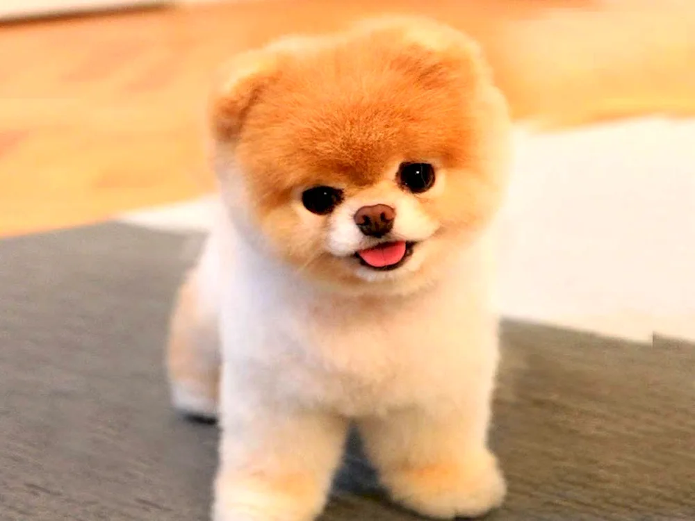 Pomeranian Spitz Boo