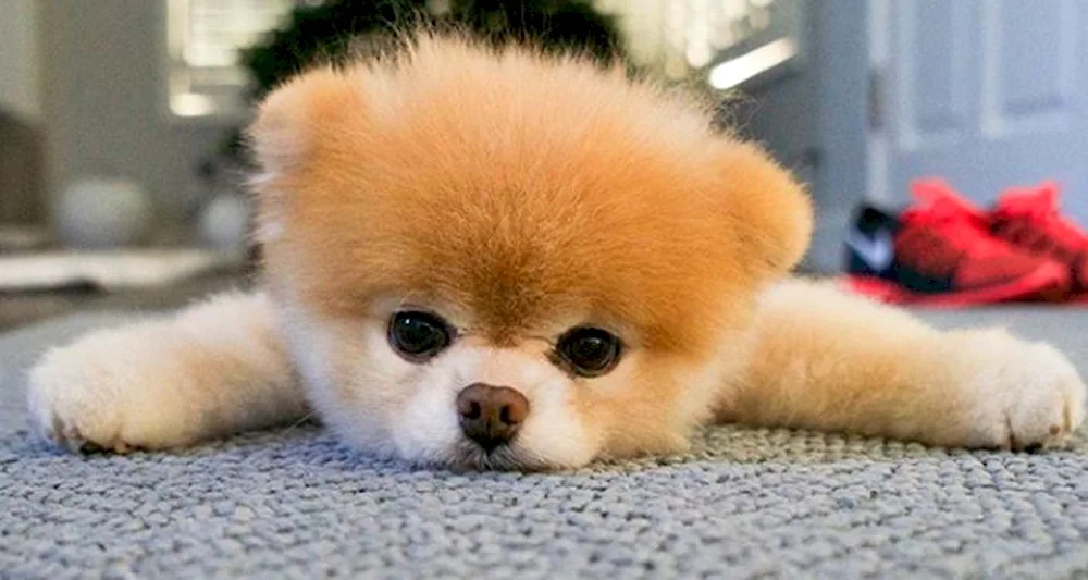 Pomeranian Spitz BOO