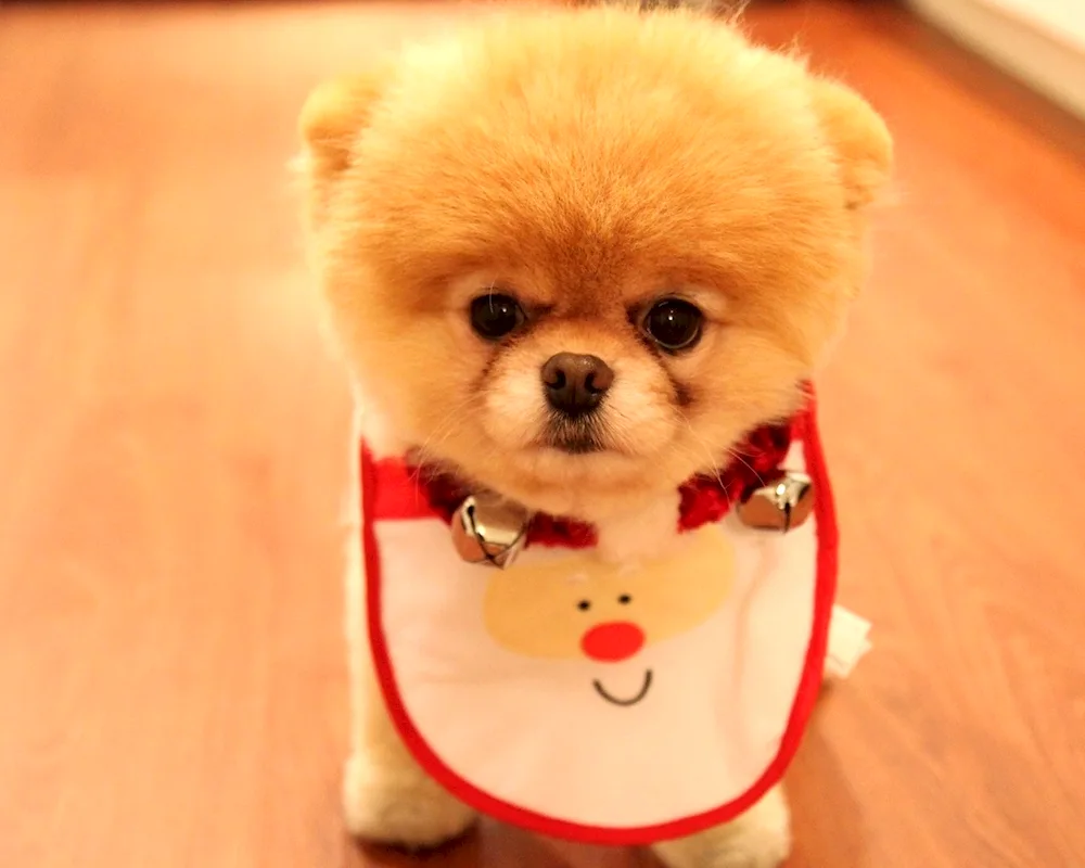 Pomeranian Spitz Boo