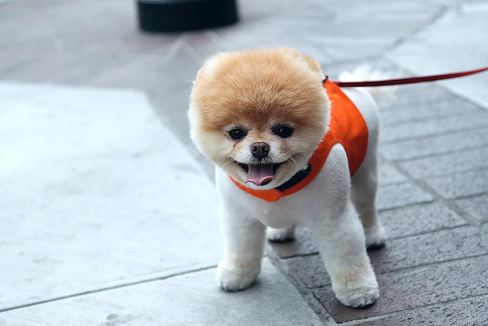 Pomeranian Spitz Boo