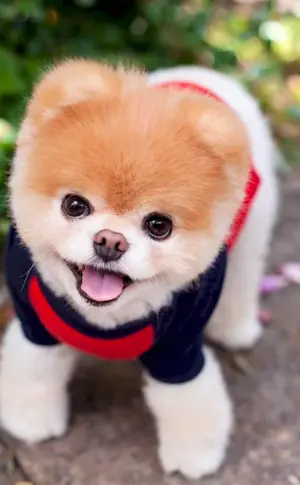 Pomeranian Spitz Boo