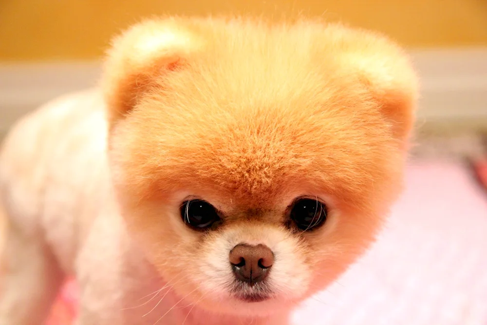 Pomeranian Spitz jiffpom