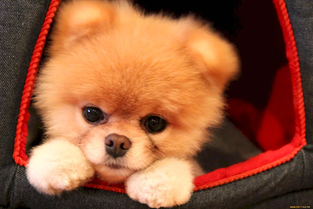 Pomeranian Spitz Boo