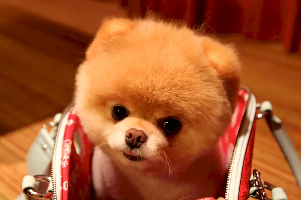 Pomeranian Poodle