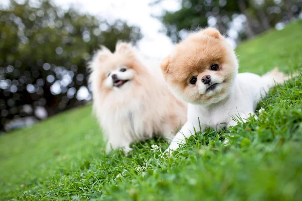 Pomeranian Spitz Dog Boo