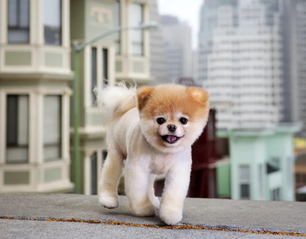 Pomeranian Spitz Boo