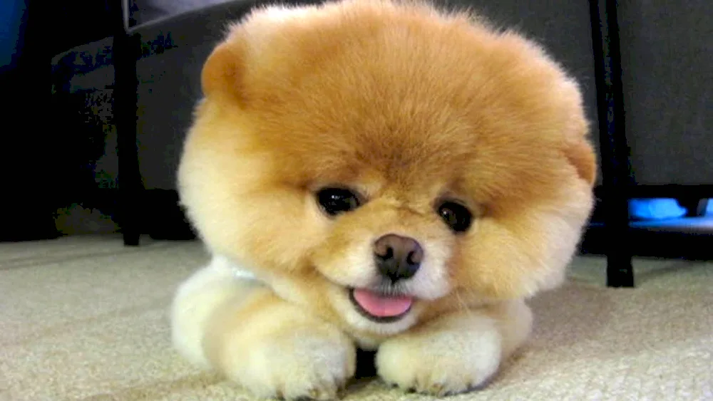 Pomeranian Spitz Boo