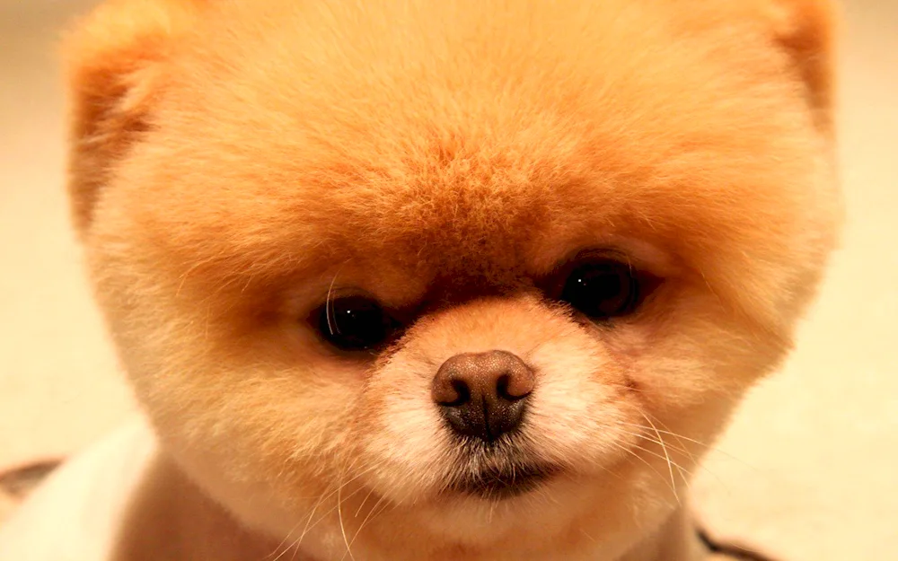 Pomeranian Spitz Boo