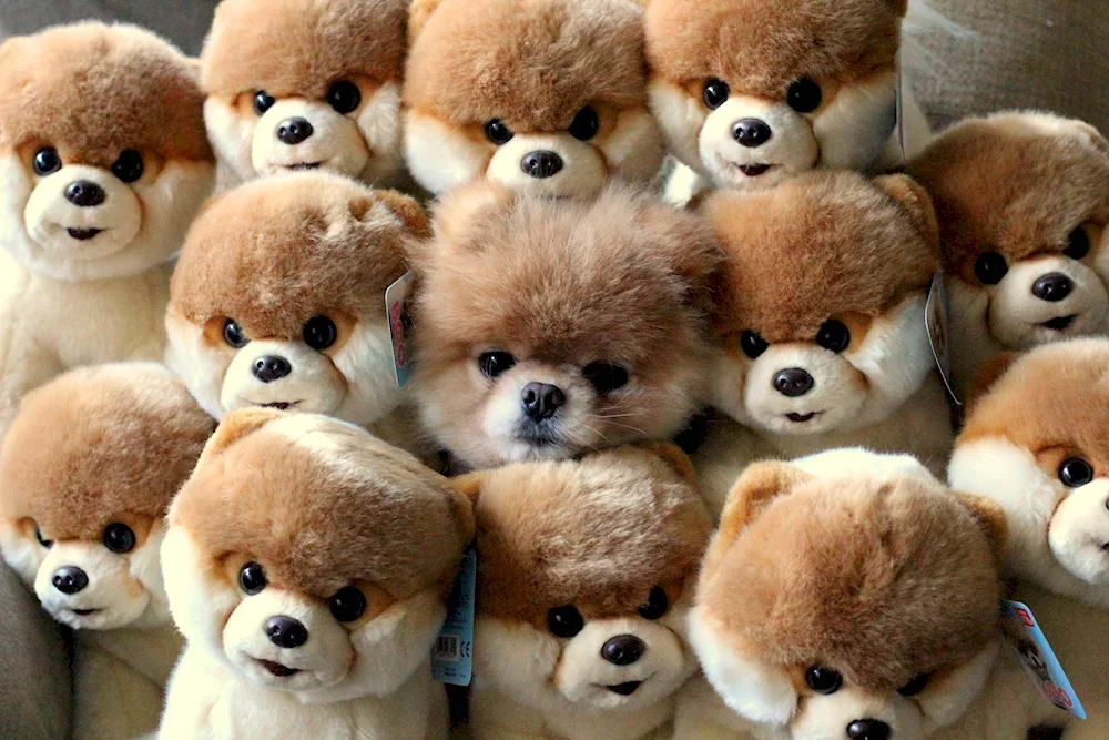 Pomeranian Spitz Boo