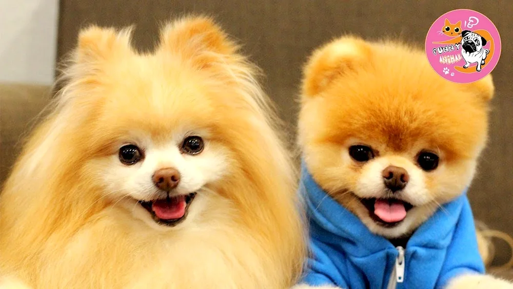 Pomeranian Spitz Boo