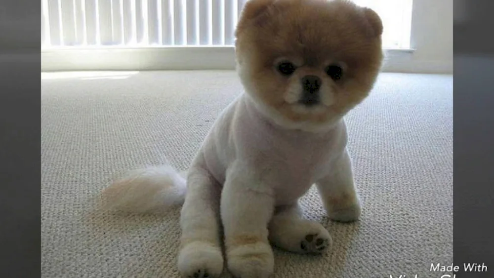 Pomeranian Spitz Boo