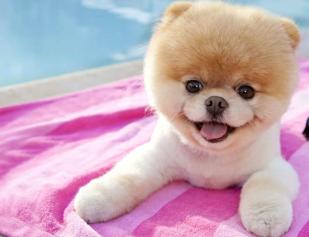 Pomeranian Spitz Boo