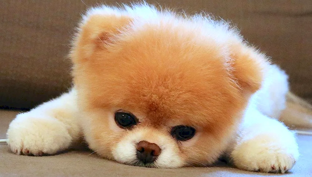 Pomeranian Spitz BOO