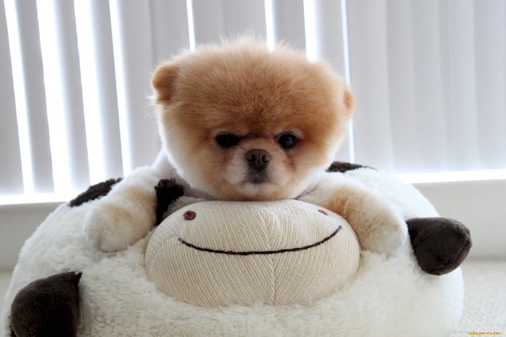 Bichon Frise