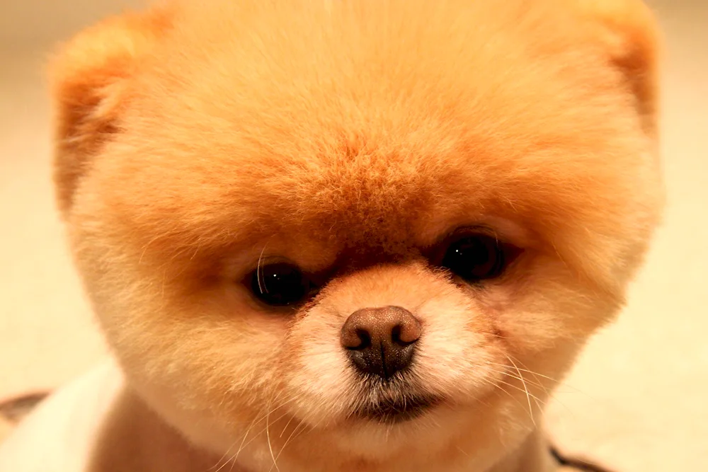 Pomeranian Spitz Boo