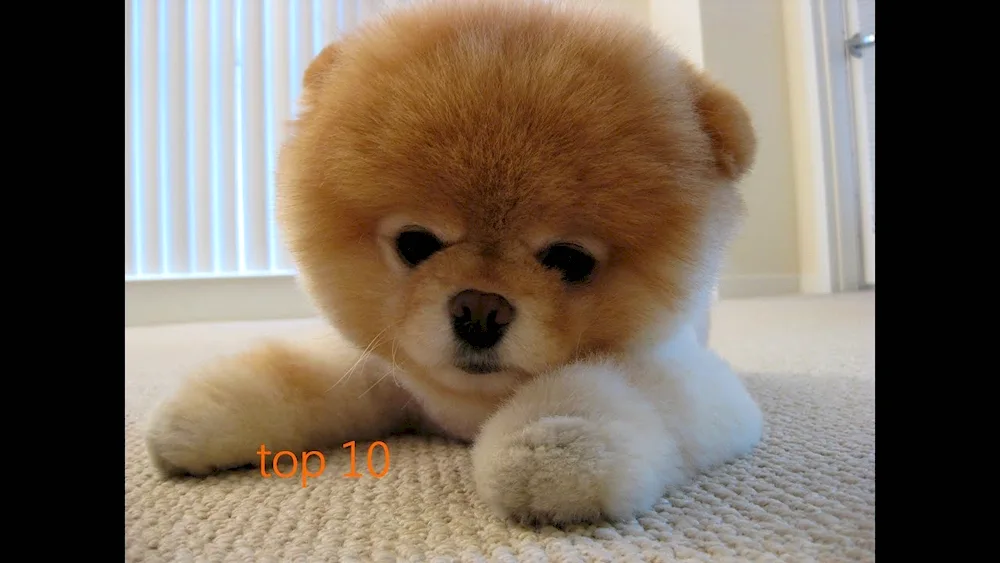 Chow chow dog