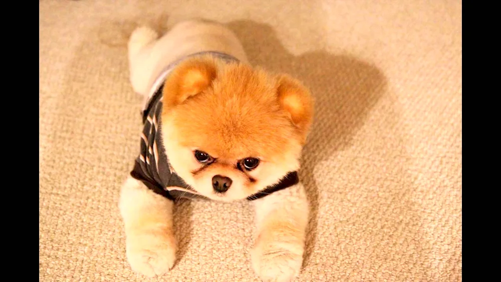 Chow Chow dog