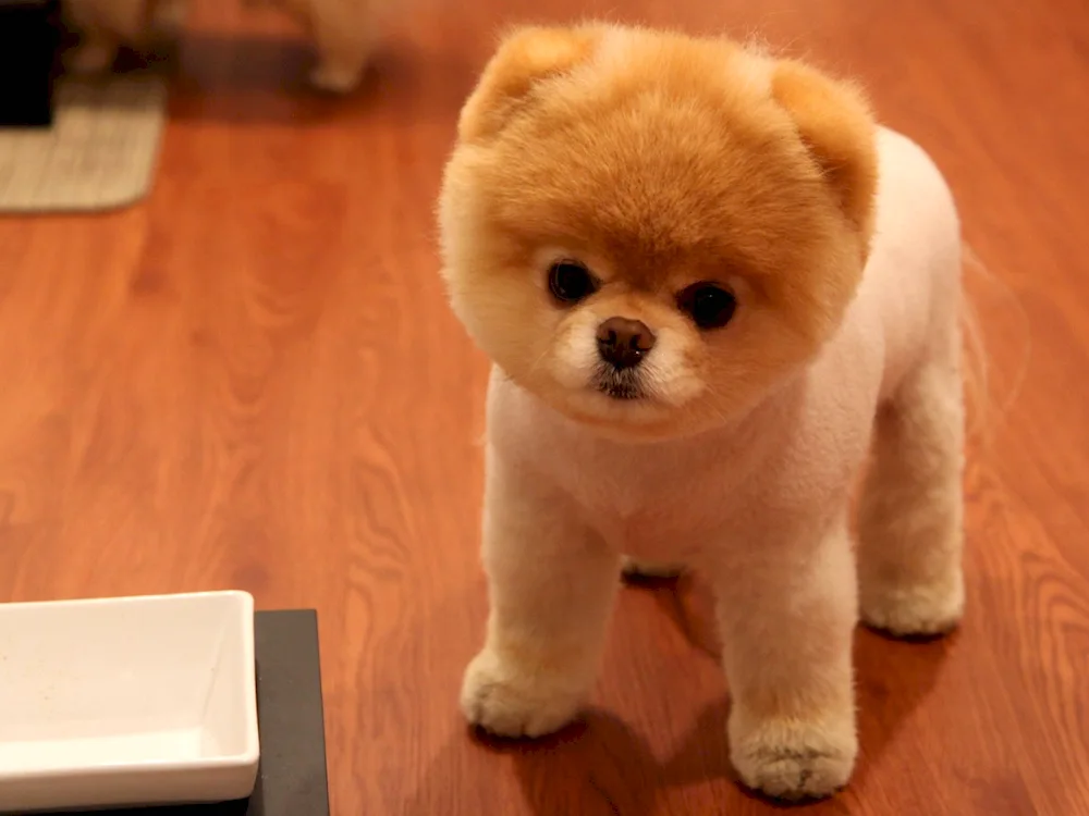 Pomeranian Spitz Boo