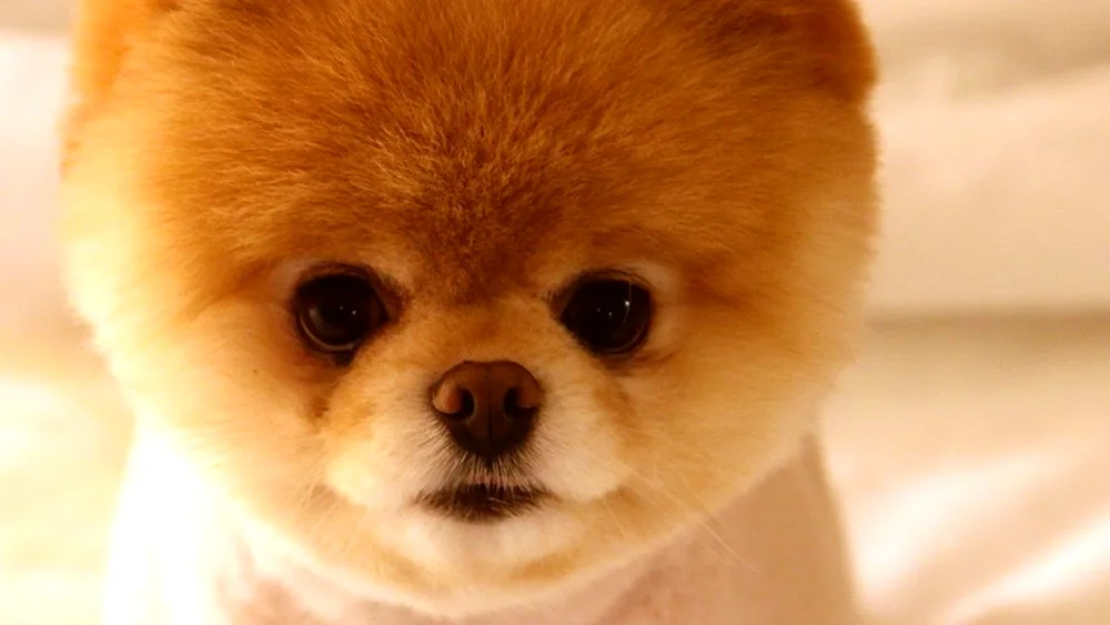 Pomeranian Spitz Boo