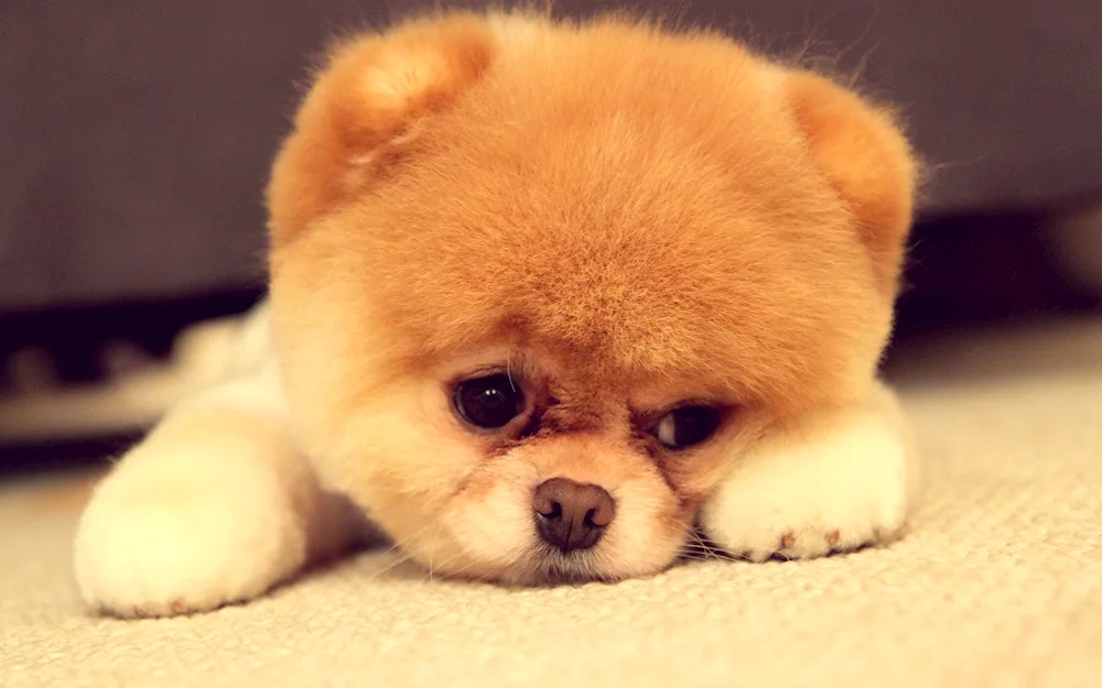 Pomeranian Spitz Boo