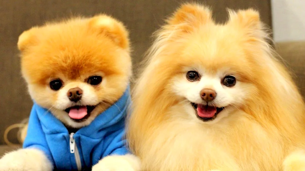 Pomeranian Spitz Boo