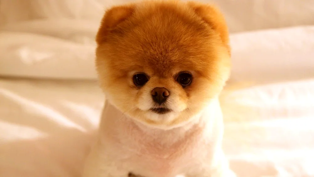 Pomeranian Spitz Boo