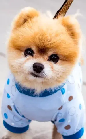 Pomeranian Spitz Boo