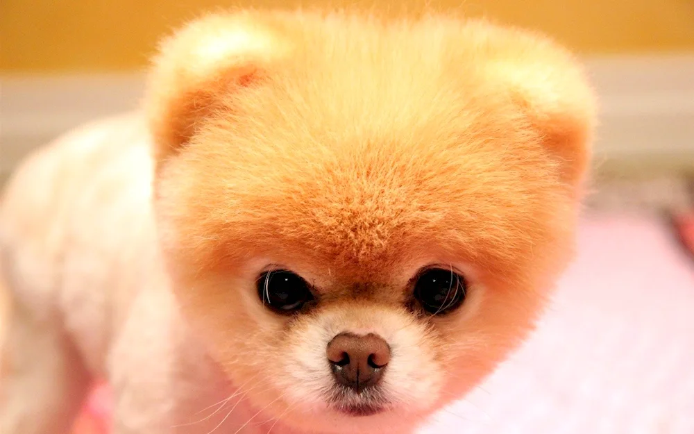 Pomeranian spitz Boo