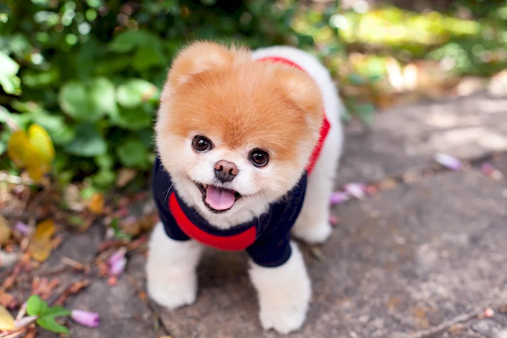 Pomeranian Spitz dog Maltese Bologna