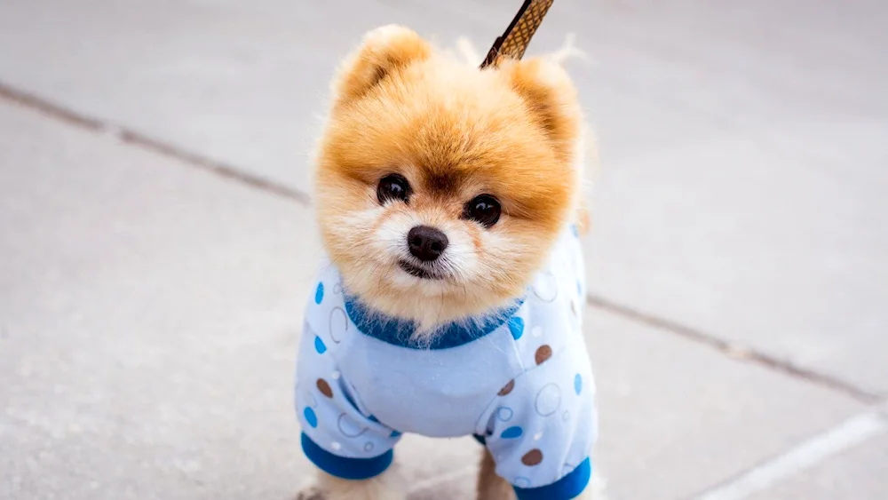 Maltese dog Maltipoo