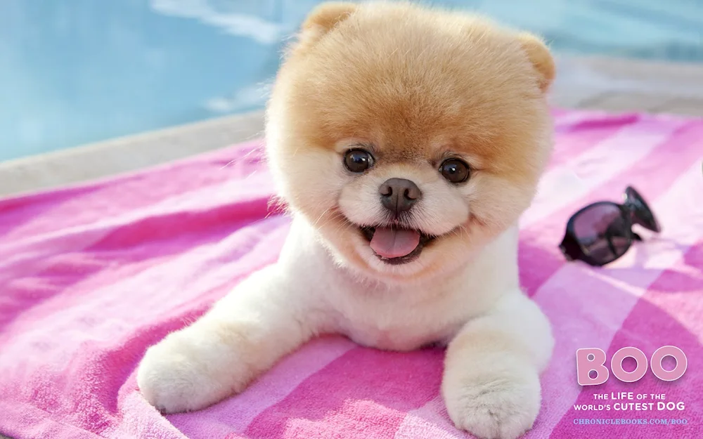 Taxa breed dog puppies