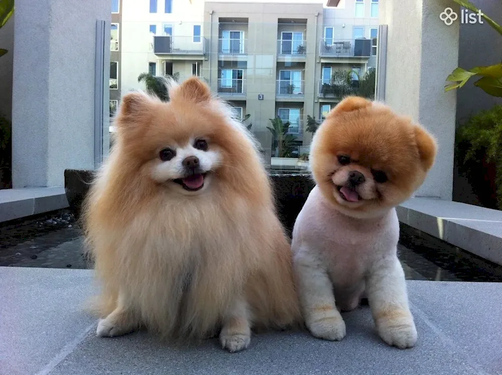 Pomeranian Spitz Boo