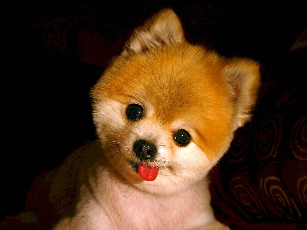 Pomeranian Spitz Boo