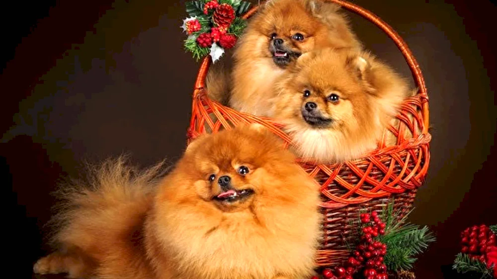 Cute Pomeranian Spitzes