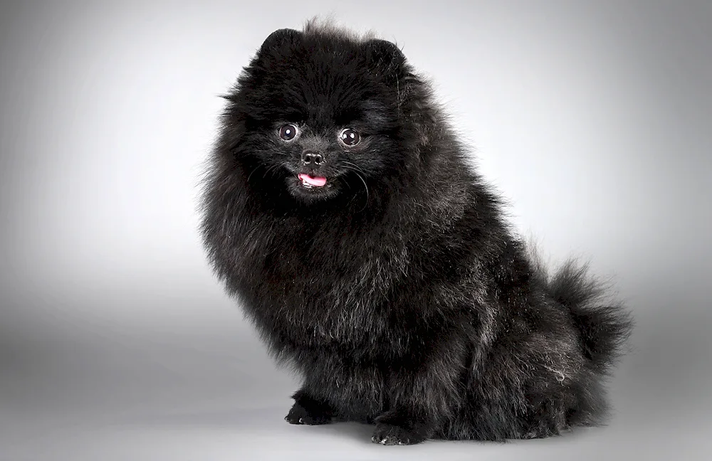 Pomeranian Spitz black