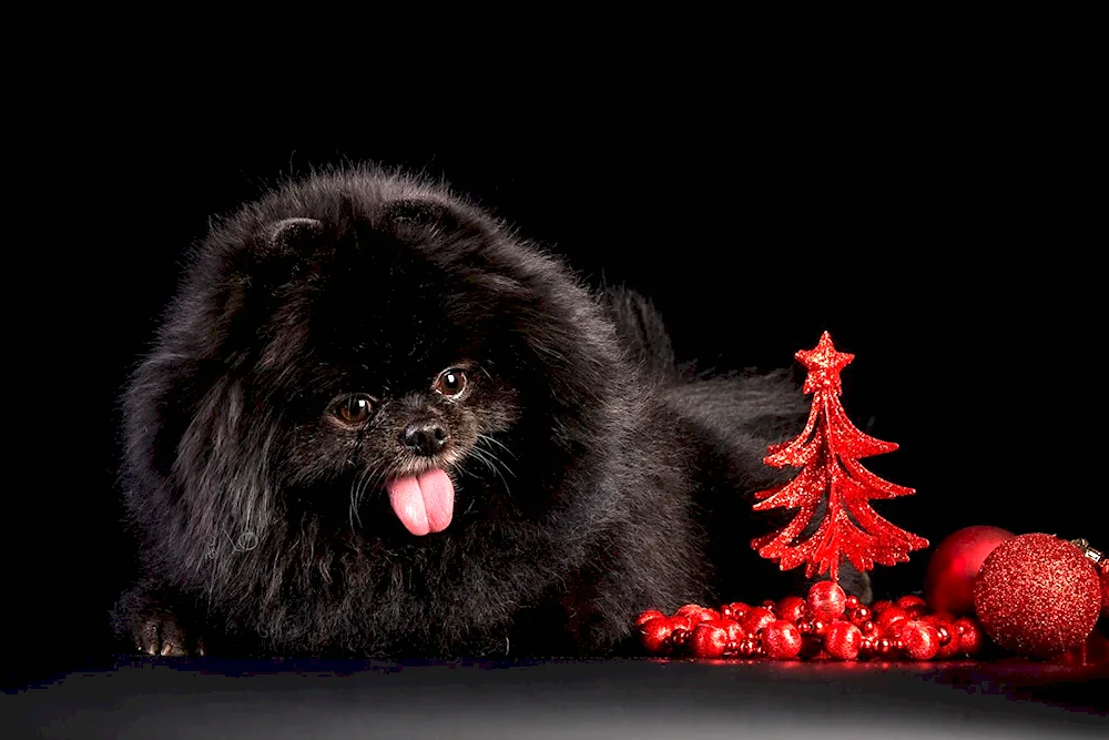 Pomeranian Spitz black