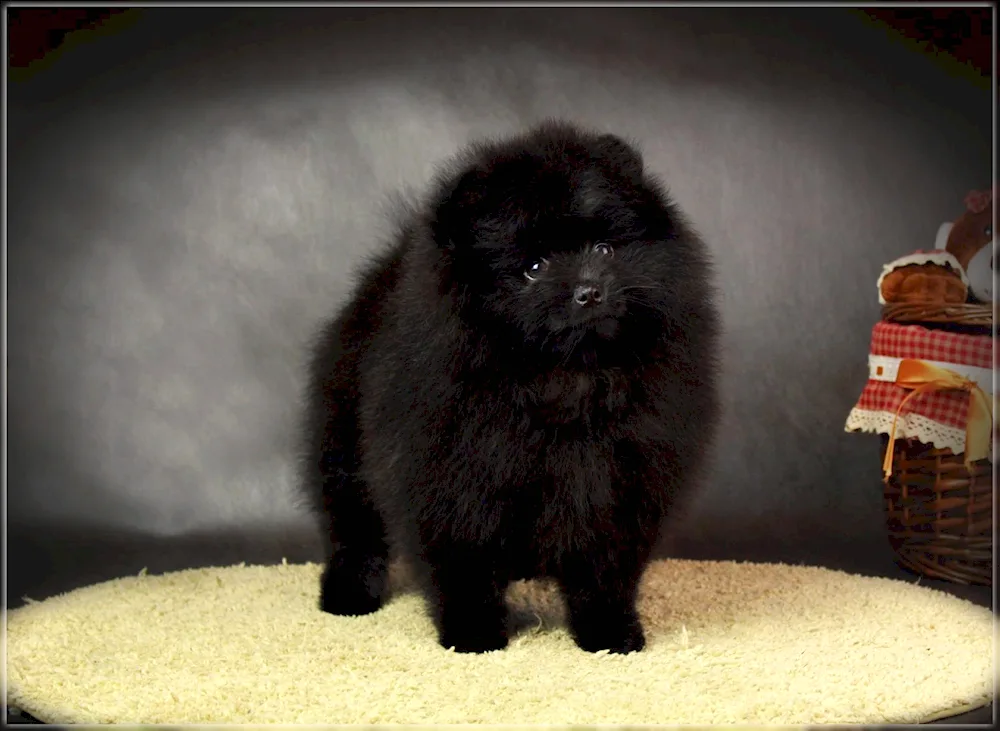 Pomeranian Spitz black dog black