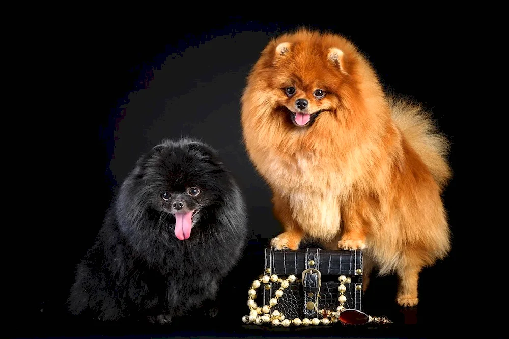 Pomeranian Dwarf Spitz black