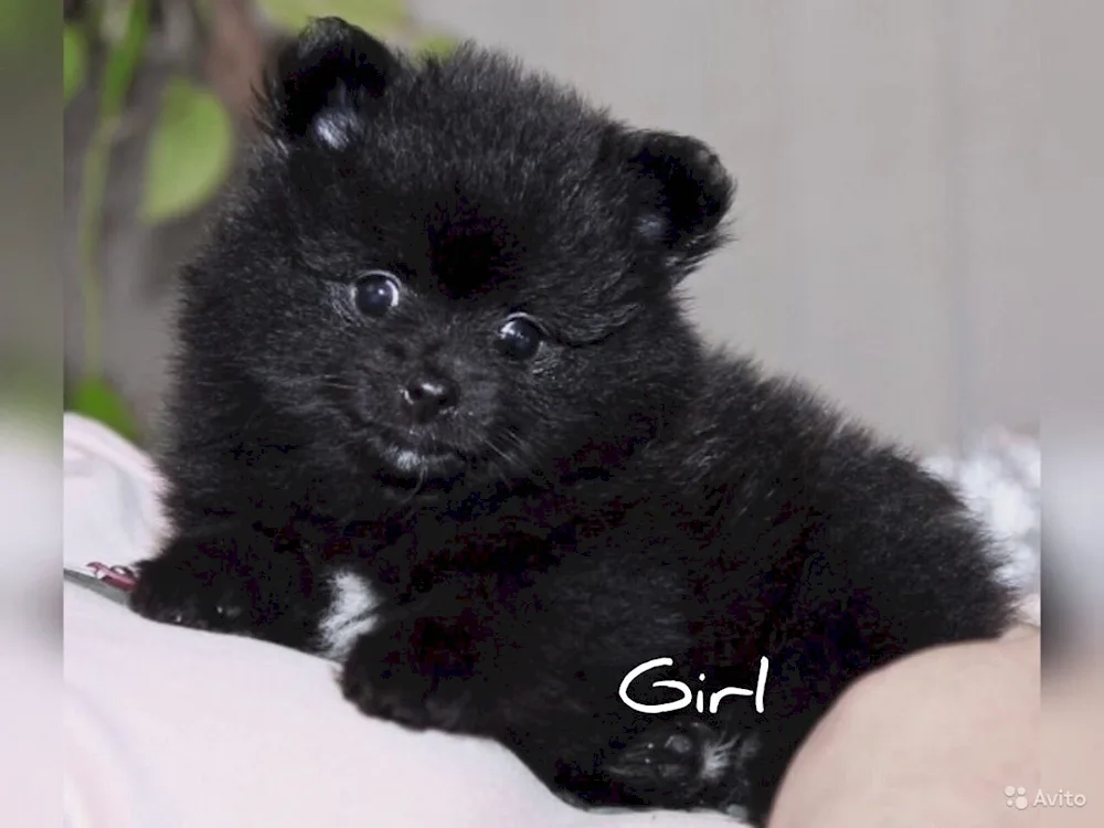 Pomeranian Spitz